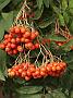 Sorbus aucuparia1